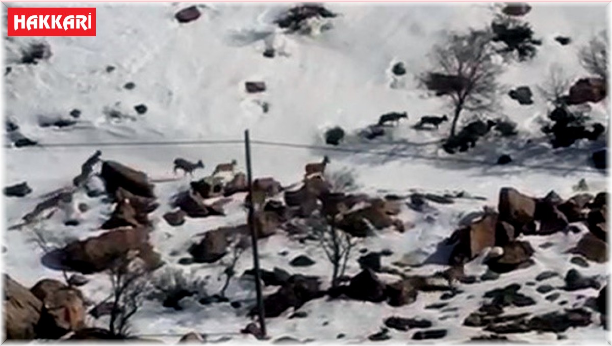 Yüksekova'da dağ keçileri sürü halinde görüntülendi