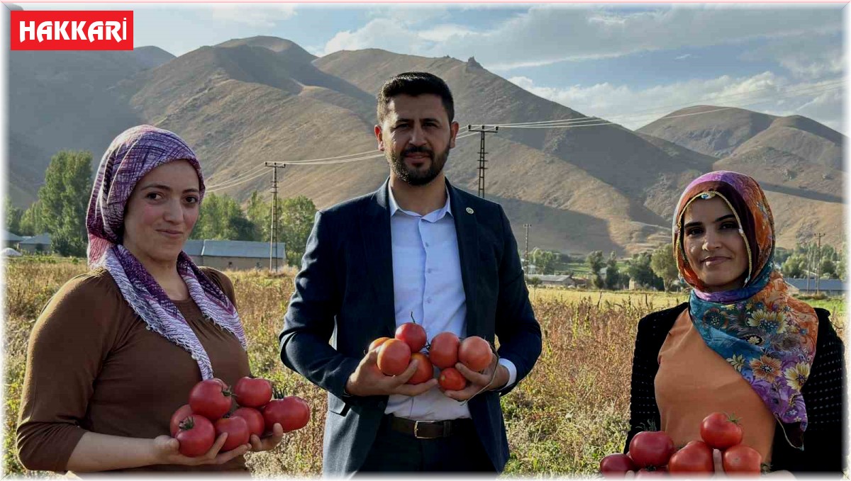 Yüksekova'da domates hasadına başlandı