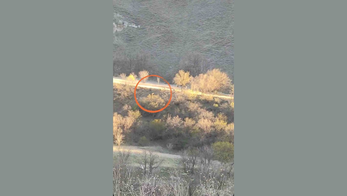 Yüksekova'da domuz sürüsü görüntülendi