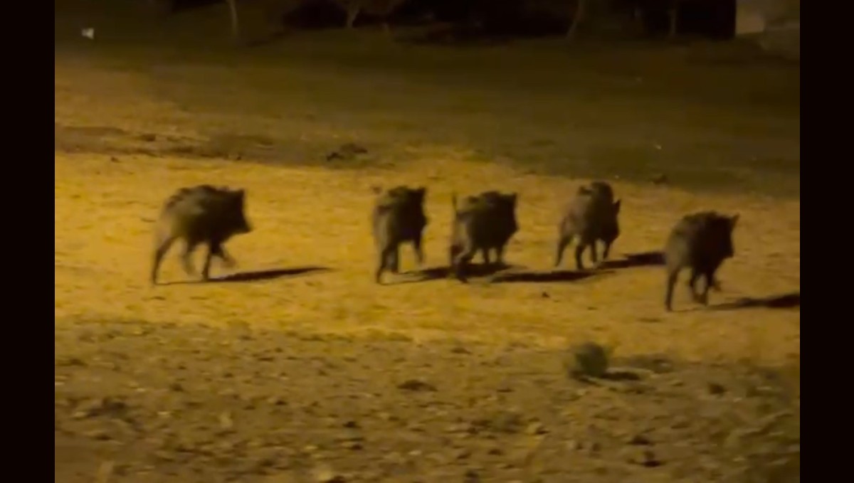 Yüksekova'da domuz sürüsü görüntülendi