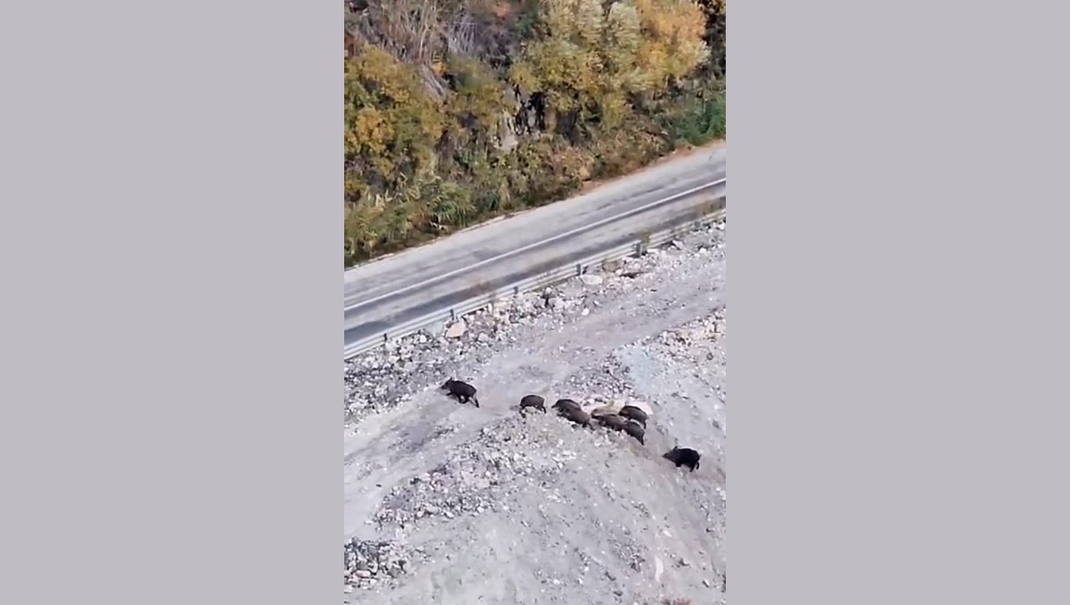 Yüksekova'da domuz sürüsü görüntülendi