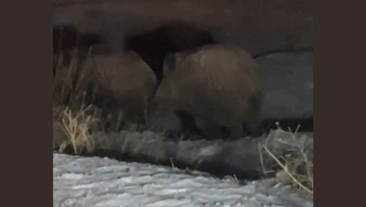 Yüksekova'da domuz sürüsü görüntülendi