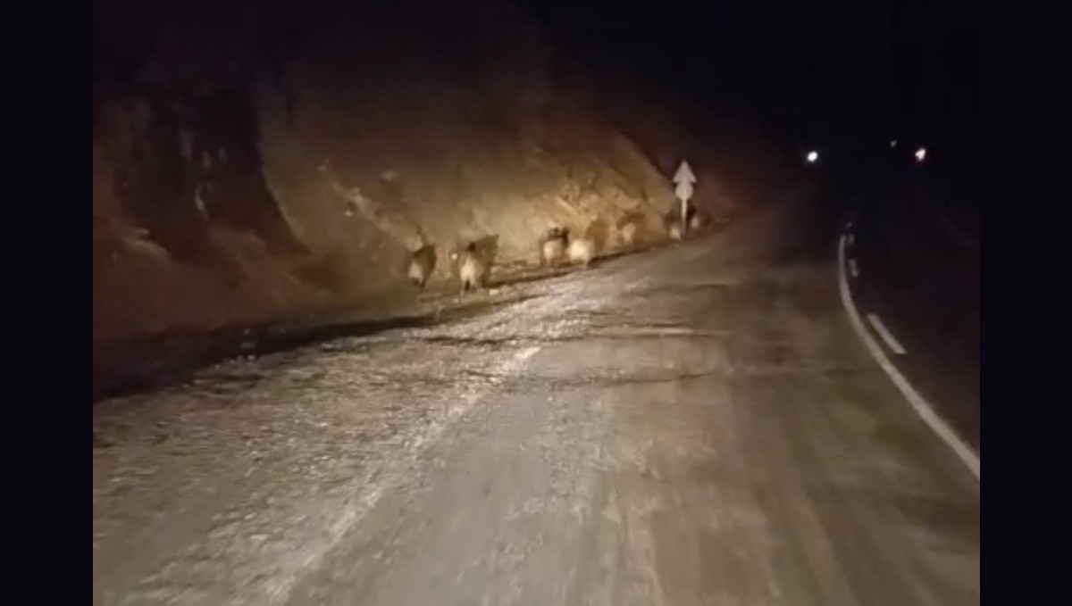 Yüksekova'da domuz sürüsü kamerada