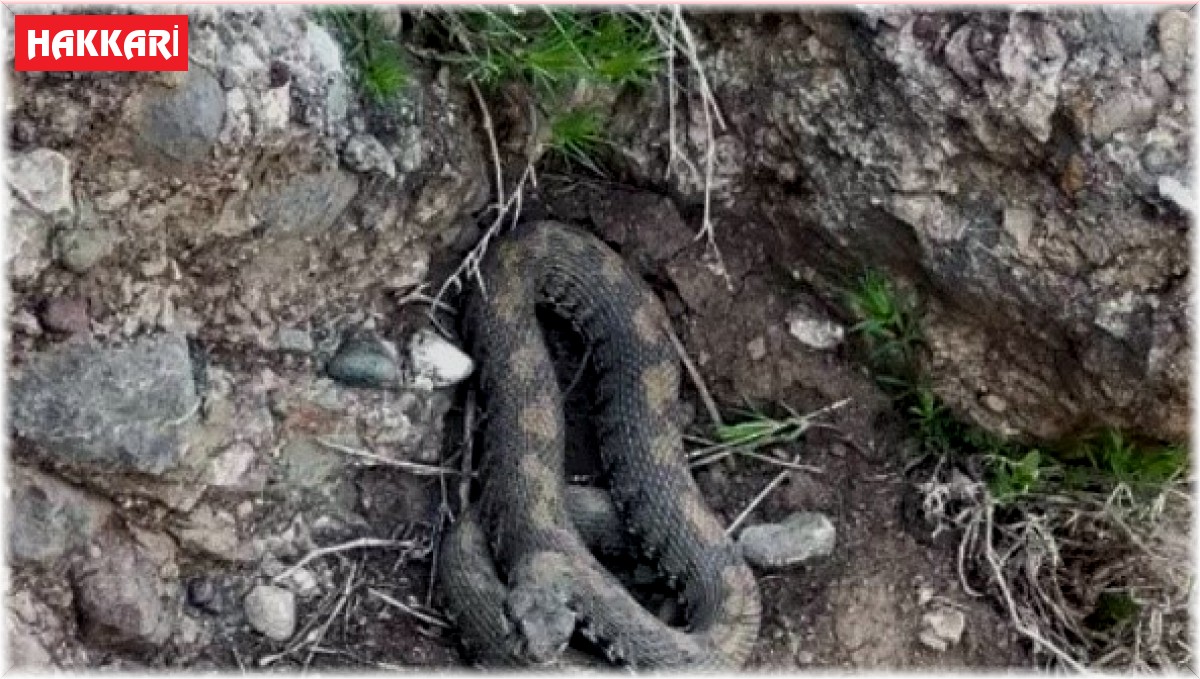 Yüksekova'da engerek yılanı görüntülendi