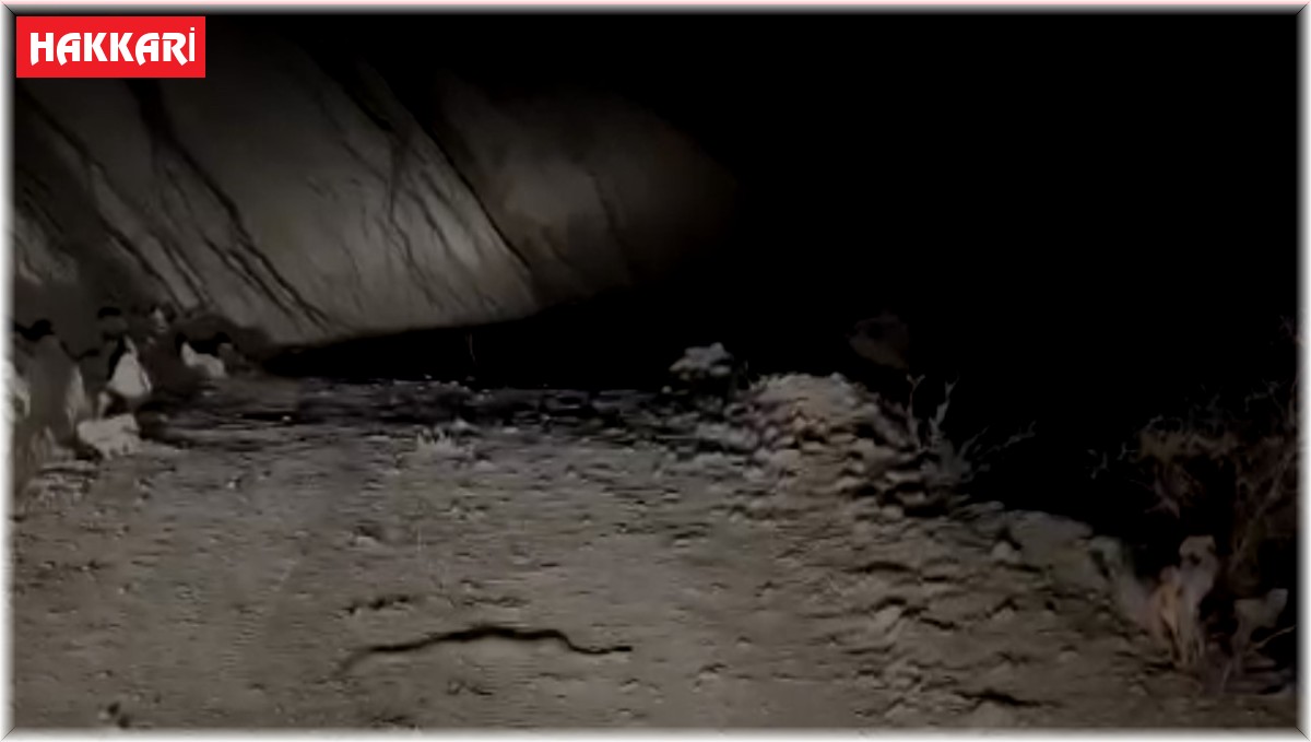 Yüksekova'da engerek yılanı görüntülendi