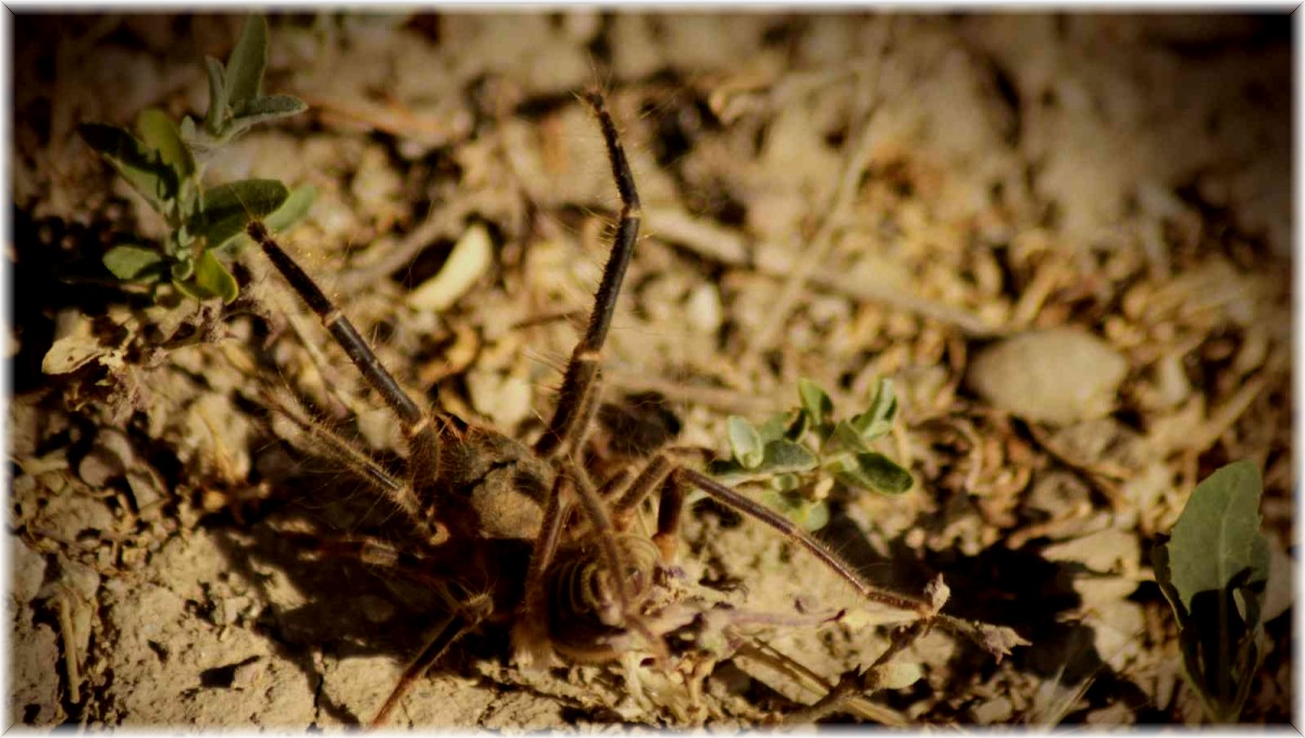 Yüksekova'da et yiyen 'Sarıkız' örümceği görüntülendi