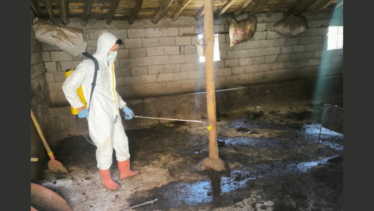 Yüksekova'da hayvan aşılama ve dezenfeksiyon çalışmaları devam ediyor