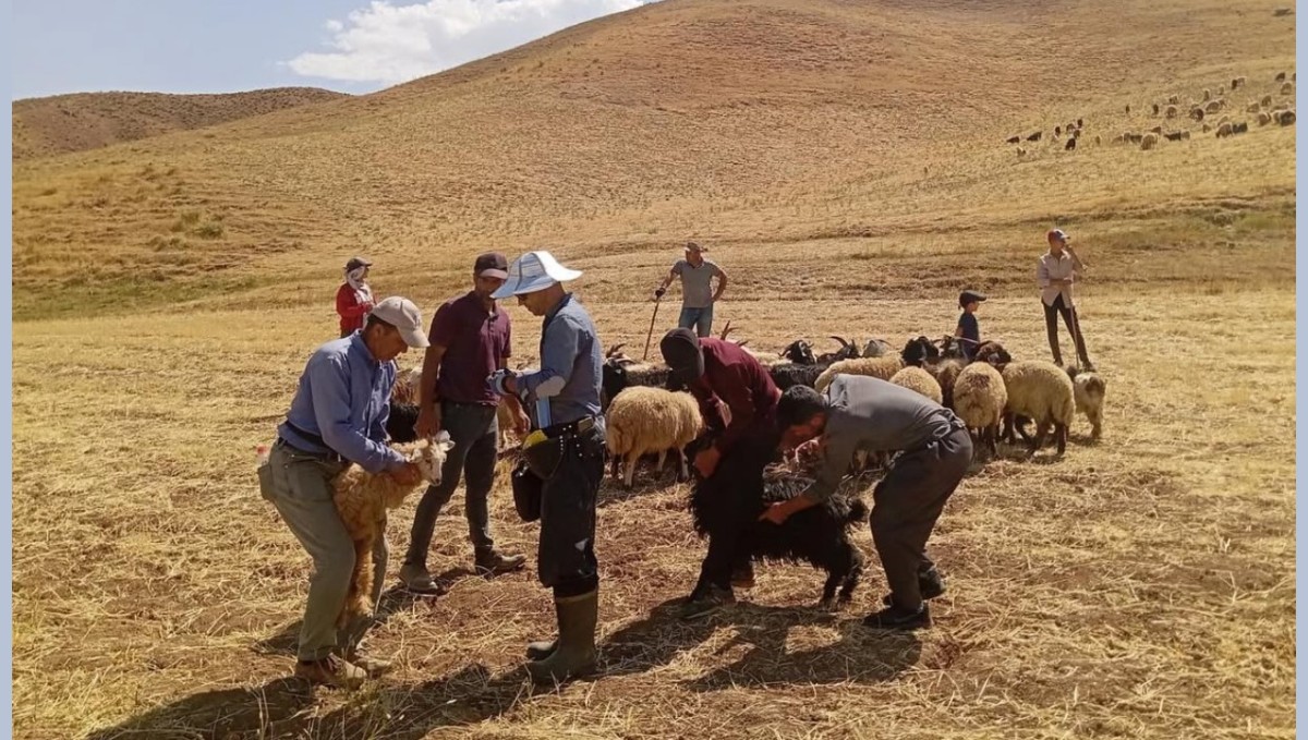 Yüksekova'da hayvan aşılama ve kimliklendirme çalışması devam ediyor