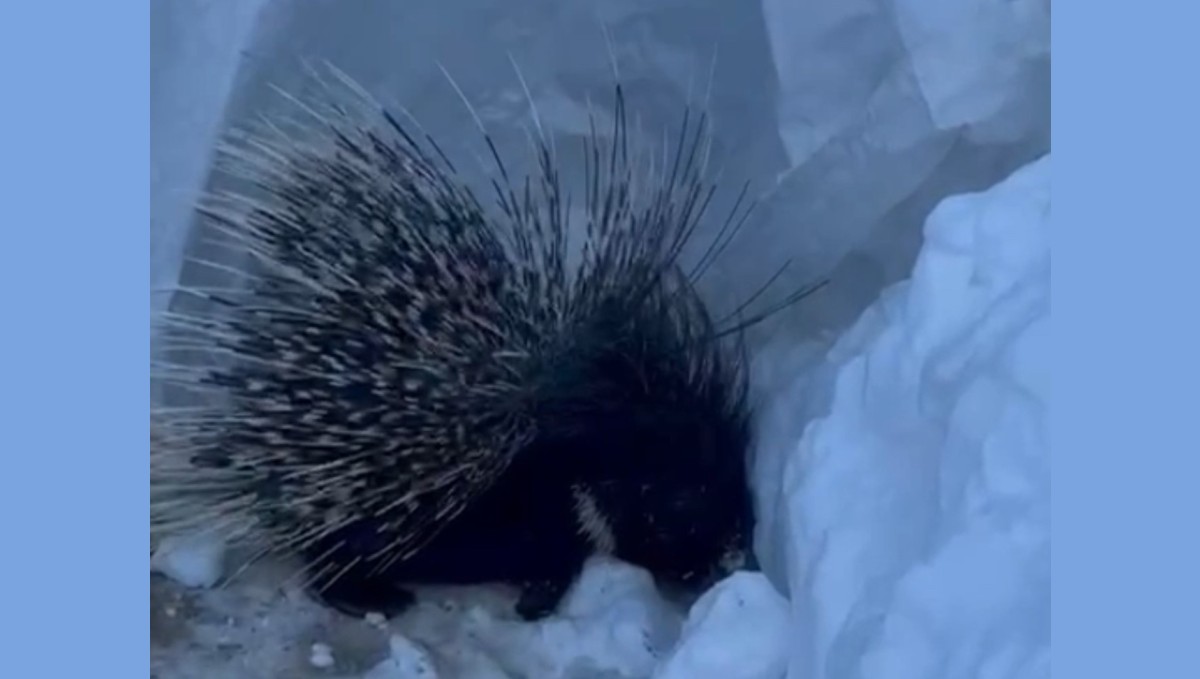 Yüksekova'da Hint oklu kirpi görüntülendi