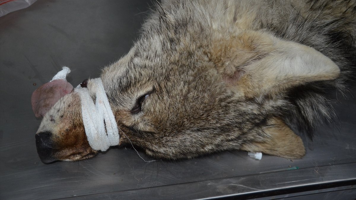 Yüksekova'da ilçe merkezine inen kurt ekipler tarafından yakalandı