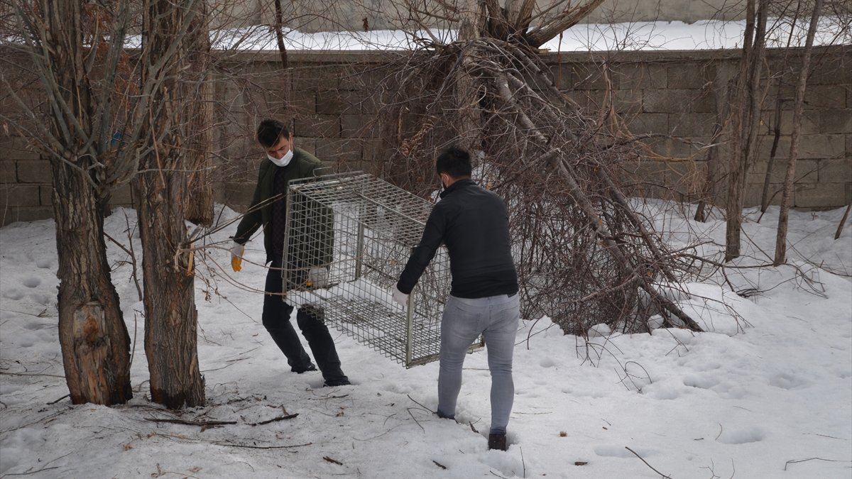Yüksekova'da ilçe merkezine inen kurt için ekipler seferber oldu