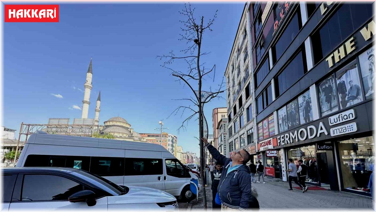 Yüksekova'da ilginç görüntü: Yolun bir tarafındaki ağaçlar kurudu, diğer tarafındakiler yeşillendi