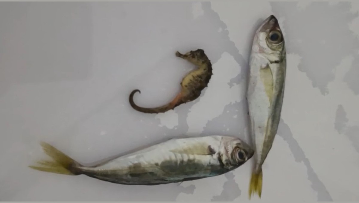 Yüksekova'da ilginç olay: Balıkların arasından denizatı çıktı