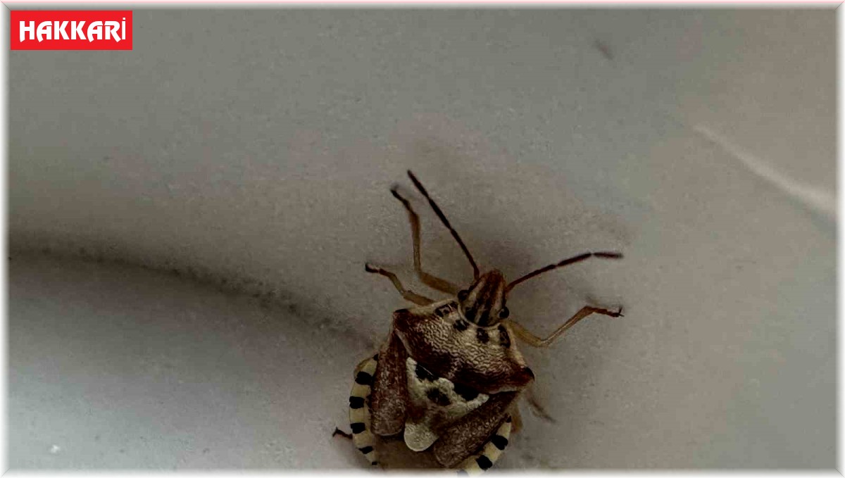 Yüksekova'da insan yüzünü andıran böcek şaşırttı