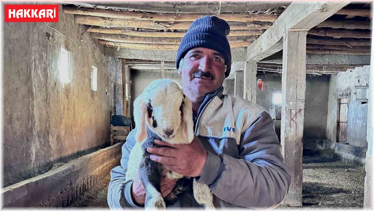 Yüksekova'da ithal çoban dönemi