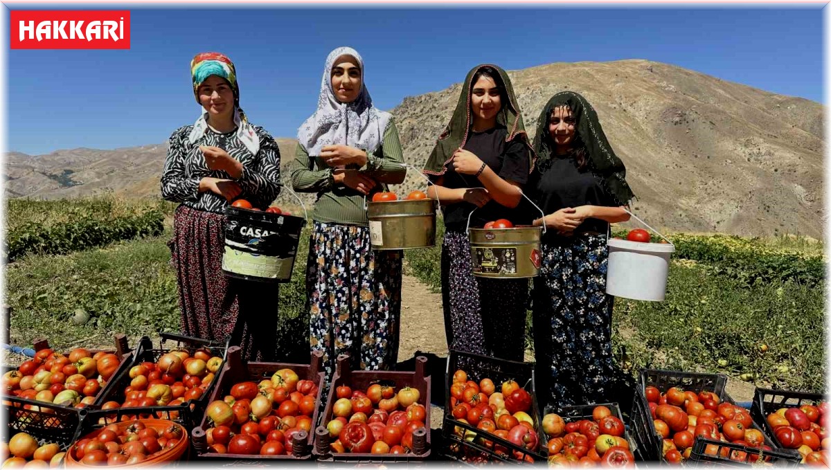 Yüksekova'da kadınların eliyle domates hasadına başlandı