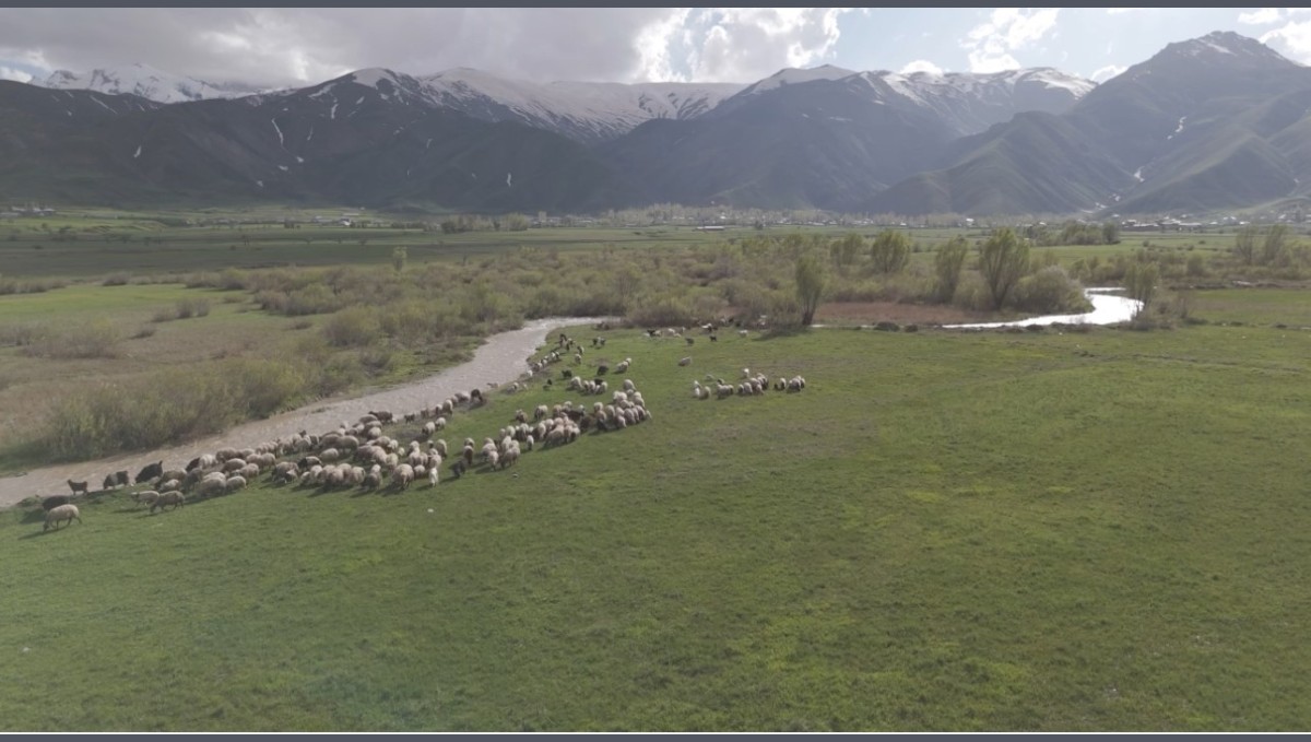 Yüksekova'da karların erimesiyle ovalar yeşile büründü