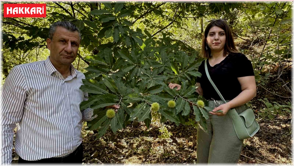 Yüksekova'da kestaneler canlanıyor: Ekim ayında hasada başlanacak
