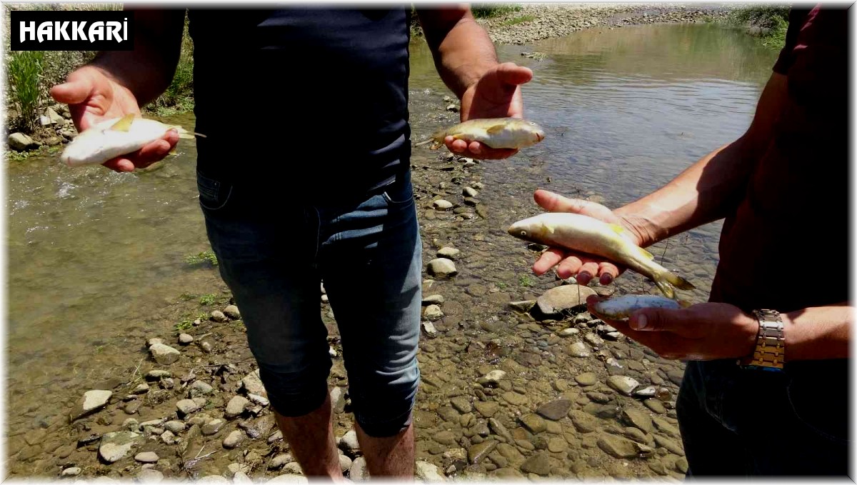 Yüksekova'da korkutan balık ölümleri
