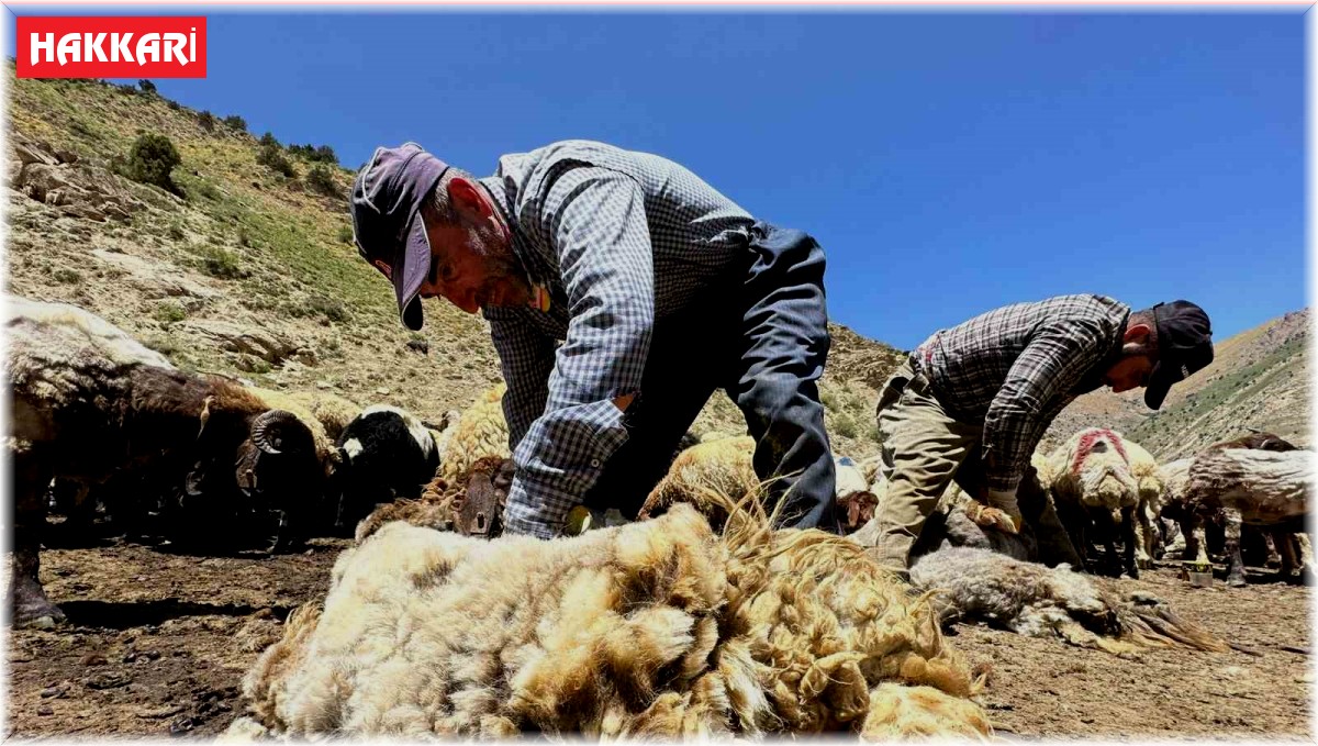 Yüksekova'da koyun kırkma mesaisi