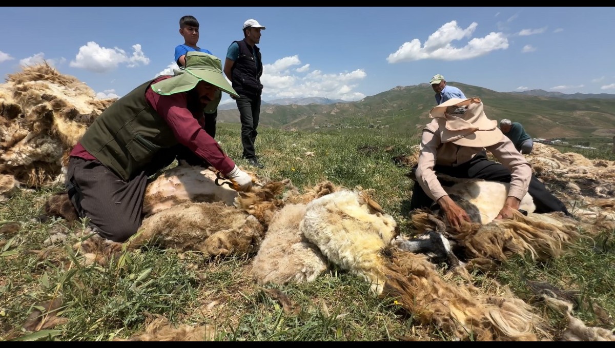 Yüksekova'da koyun kırkma mesaisi başladı