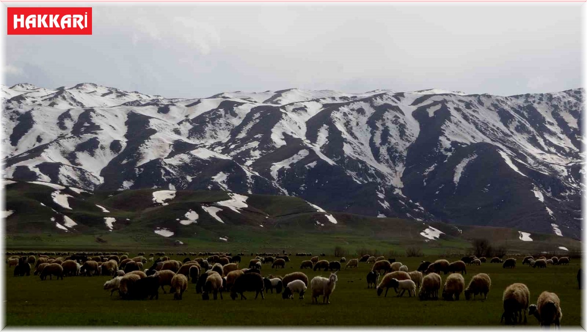 Yüksekova'da koyunlar meraya çıkmaya başladı