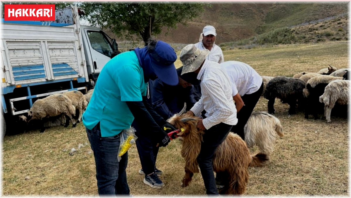 Yüksekova'da küpeleme ve aşılama çalışması sürüyor