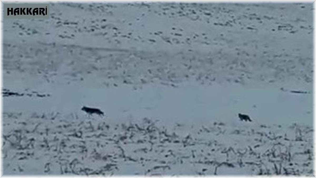 Yüksekova'da kurt sürüsü köye indi