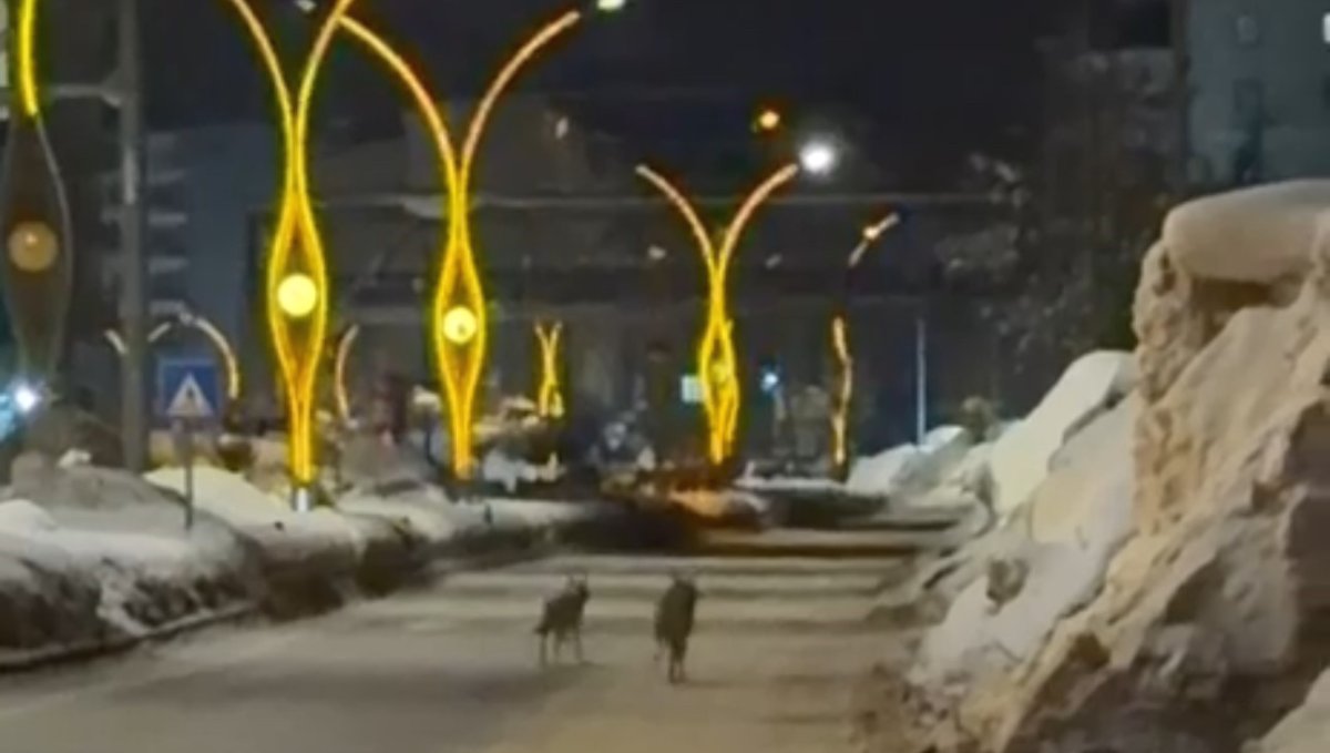 Yüksekova'da kurtlar şehir merkezine indi