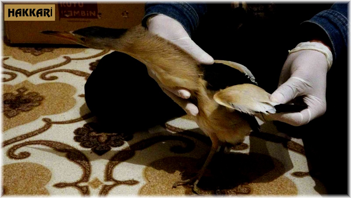 Yüksekova'da nesli tükenmekte olan 'balaban kuşu' bulundu