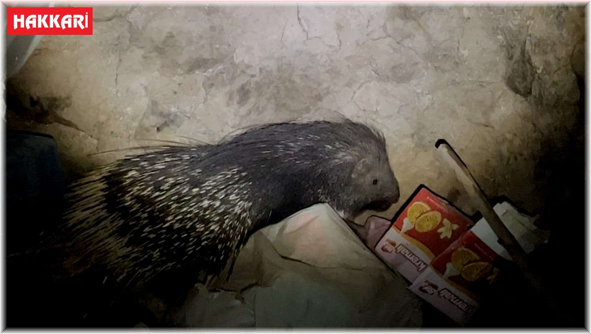 Yüksekova'da nesli tükenmekte olan Hint oklu kirpi görüntülendi