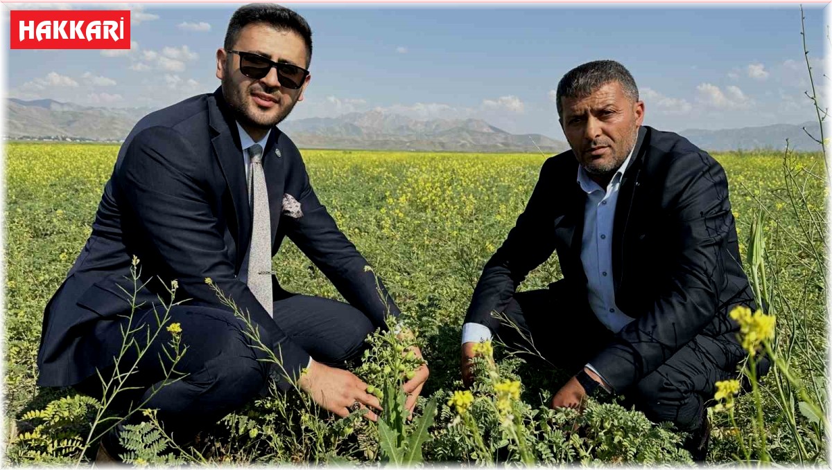 Yüksekova'da nohut bereketi