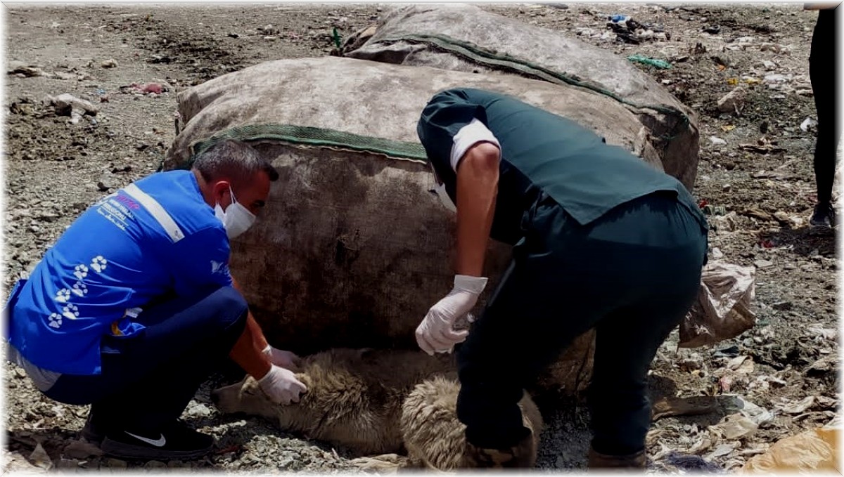 Yüksekova'da ölmek üzere olan çok sayıda köpek kurtarıldı