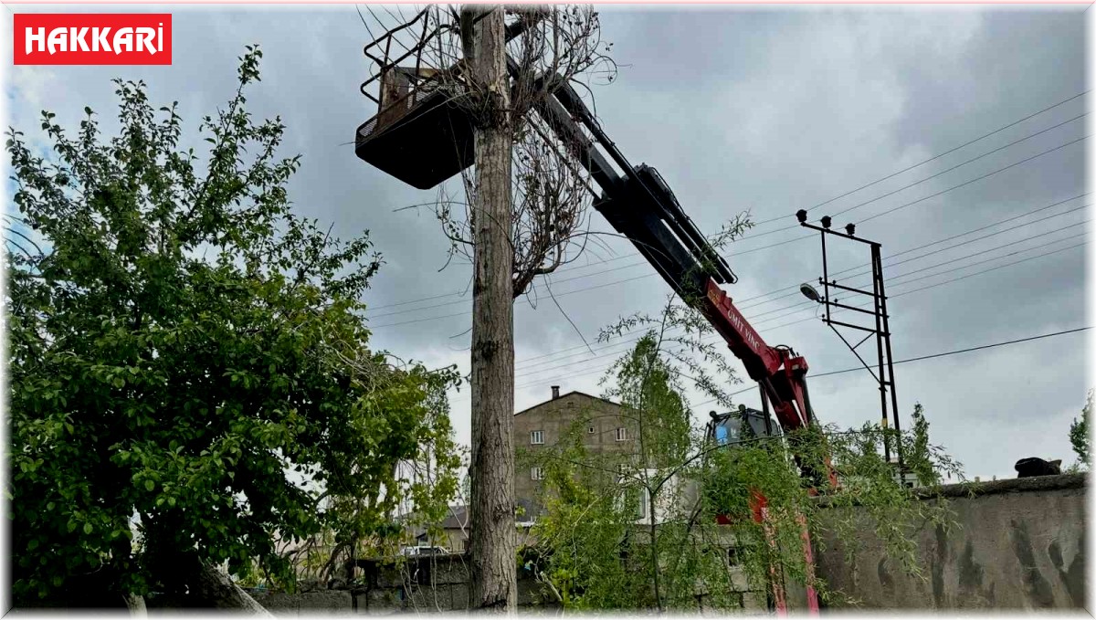 Yüksekova'da polen oluşturan ağaçların kesimine başlandı
