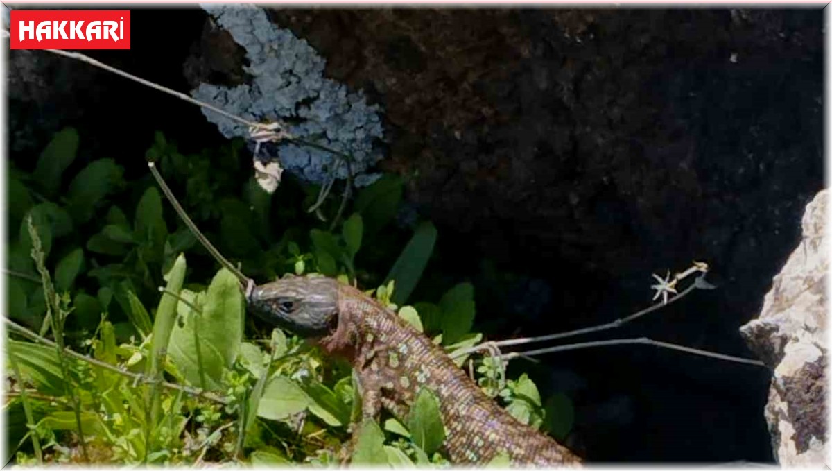 Yüksekova'da sarı benekli semender görüldü