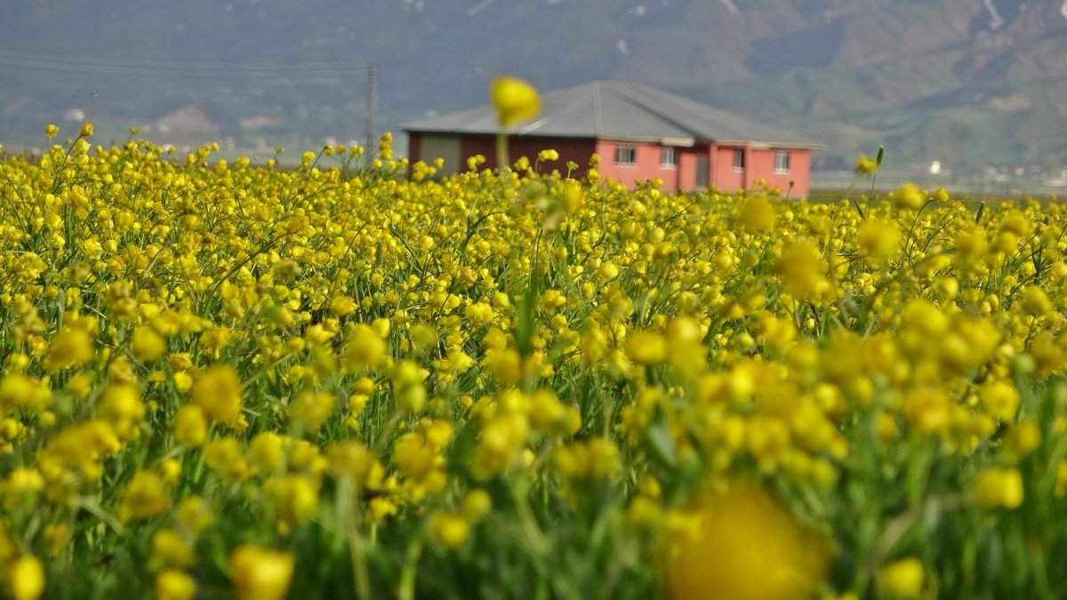 Yüksekova'da sarı çiçekler hayran bıraktı