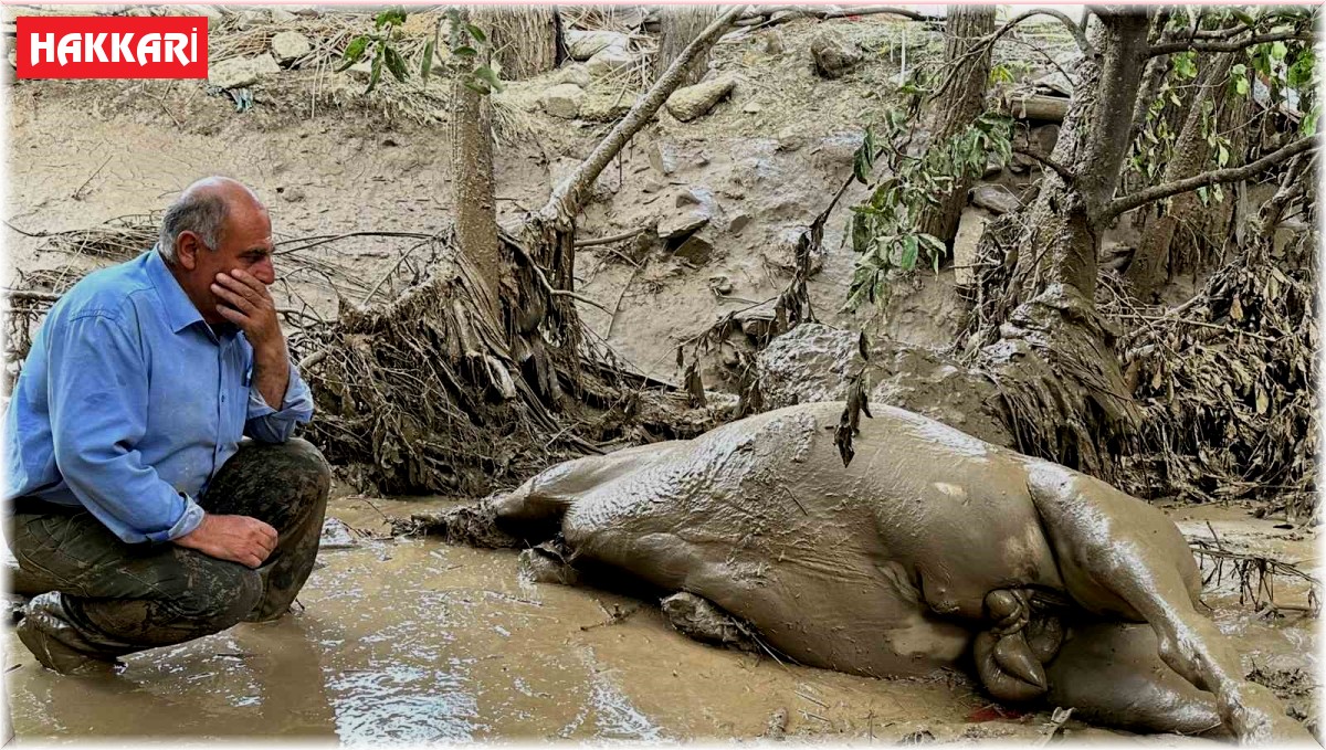 Yüksekova'da sel felaketi: Telef olan atının başından ayrılamadı