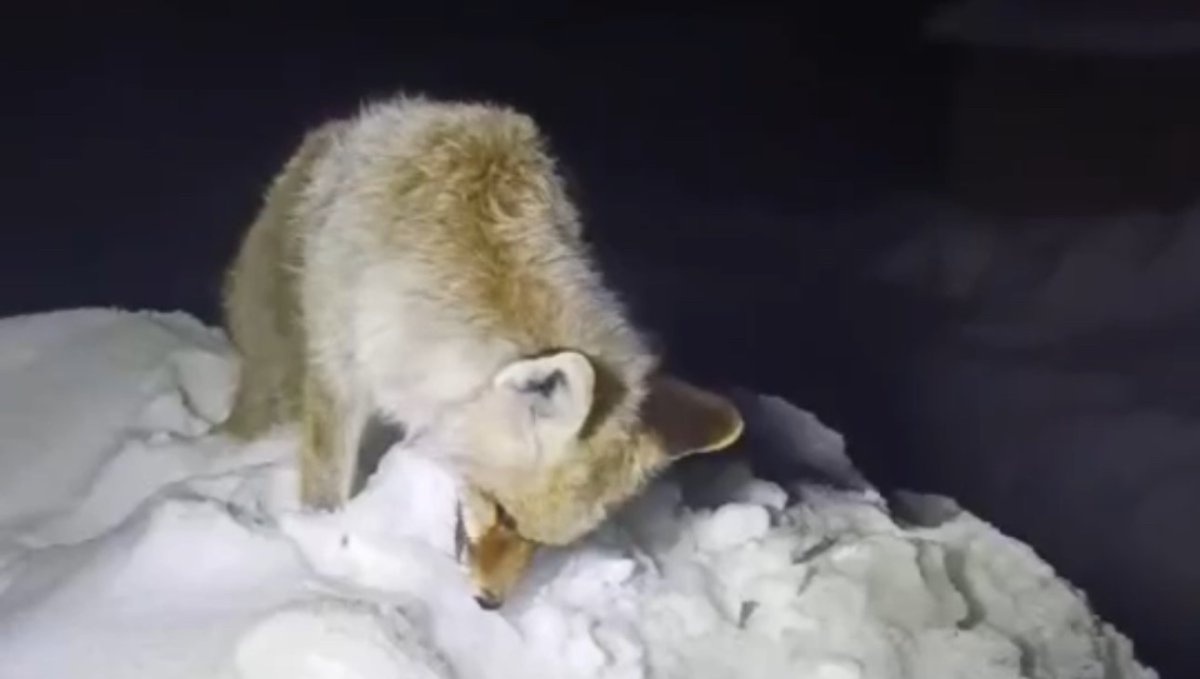 Yüksekova'da Sibirya soğukları: Tilki ayakta dondu