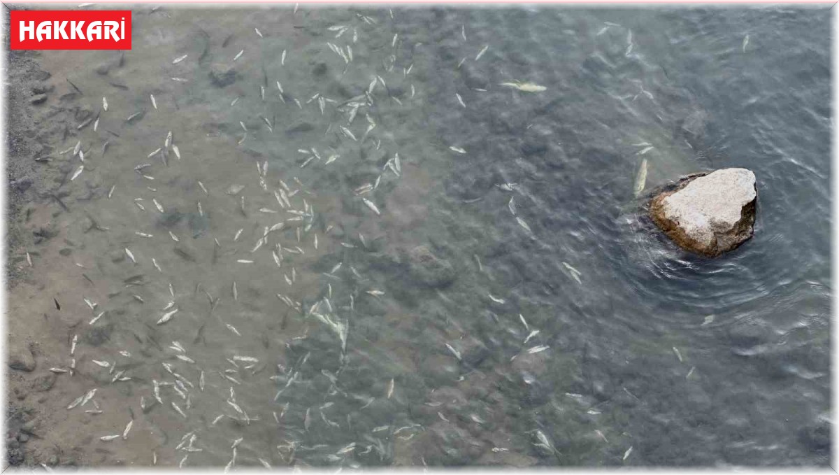 Yüksekova'da sürü halinde balık ölümleri korkuttu