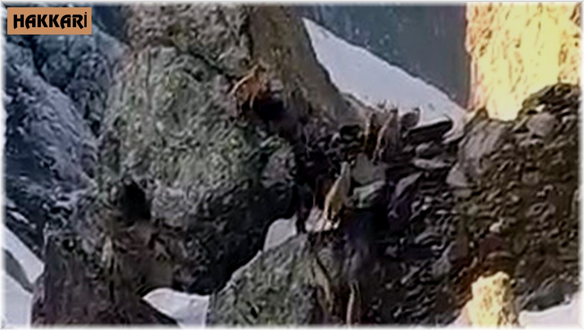 Yüksekova'da sürü halinde dağ keçileri görüntülendi