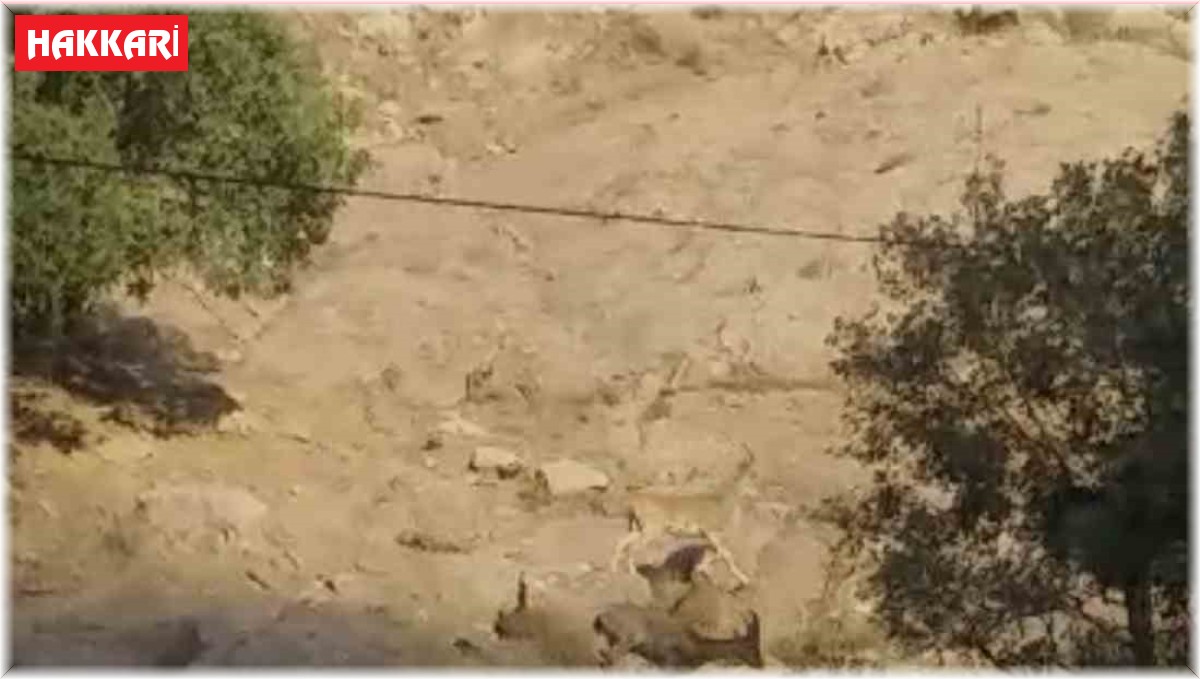 Yüksekova'da sürü halinde dağ keçisi görüntülendi