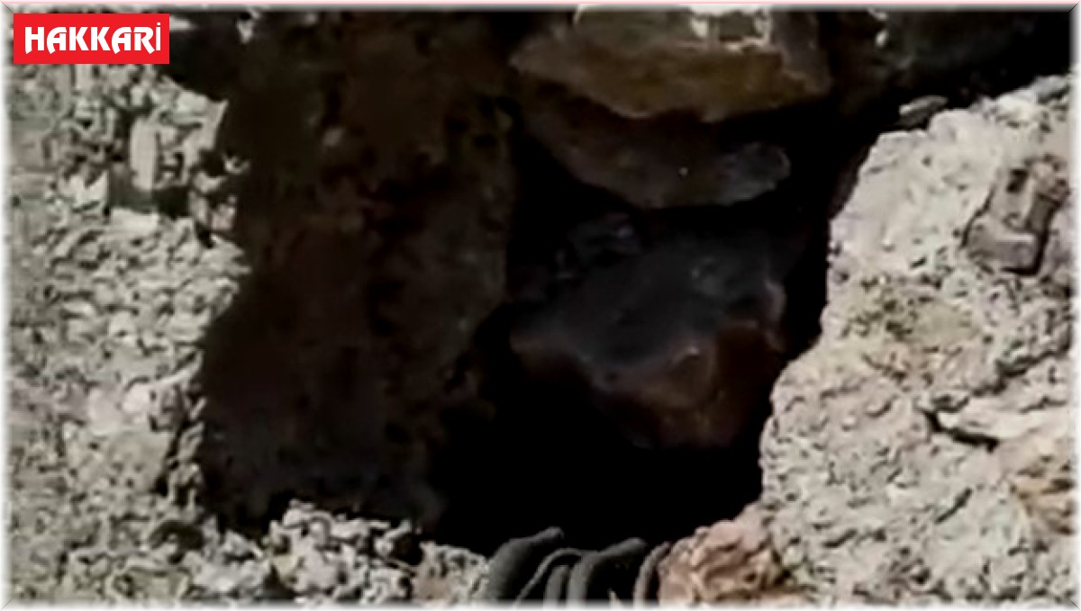 Yüksekova'da sürü halinde yılanlar görüntülendi