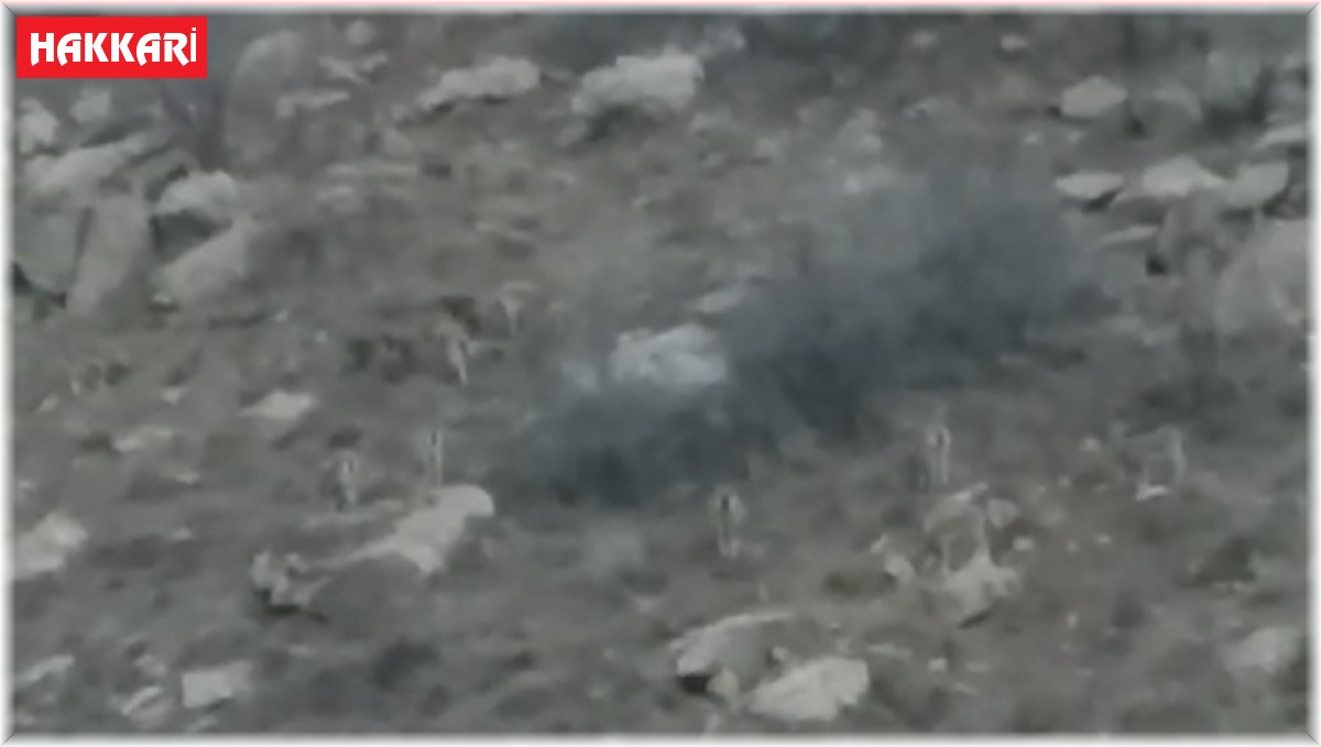 Yüksekova'da sürü halindeki dağ keçileri görüntülendi