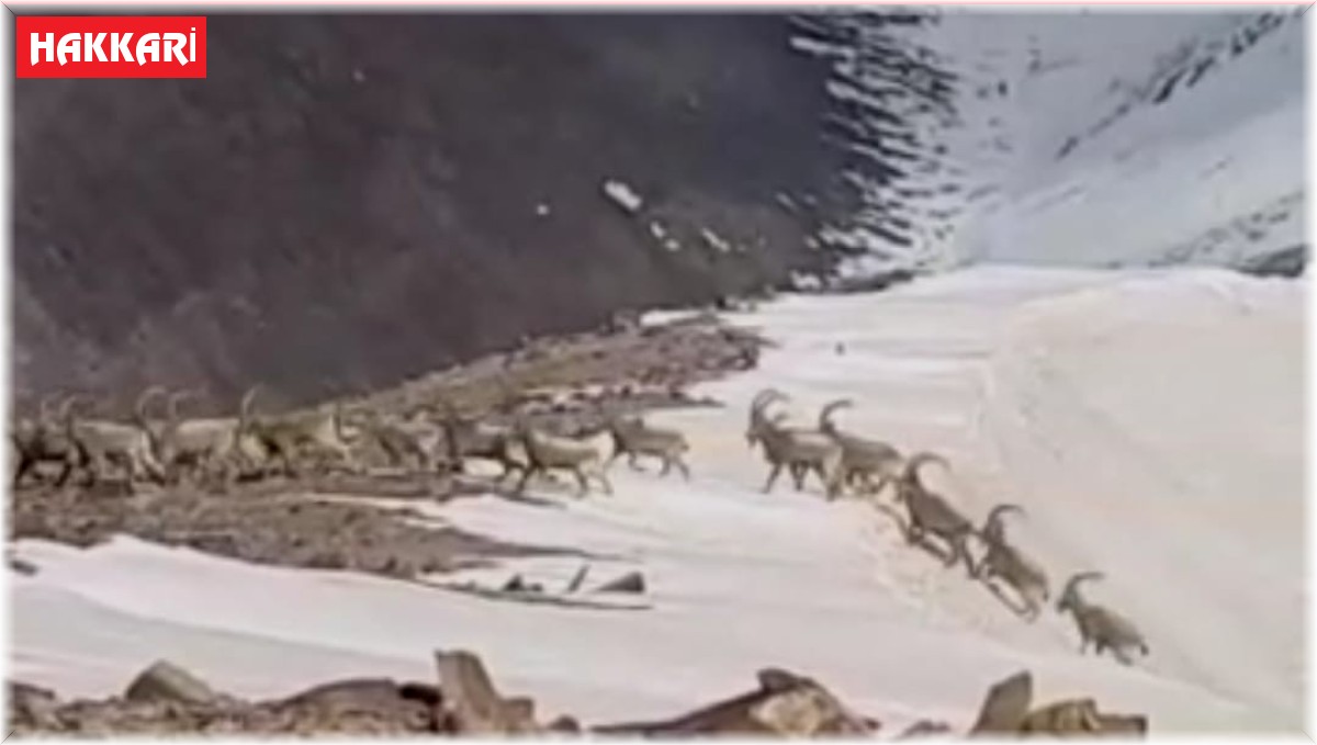 Yüksekova'da sürü halindeki dağ keçileri kameraya yansıdı