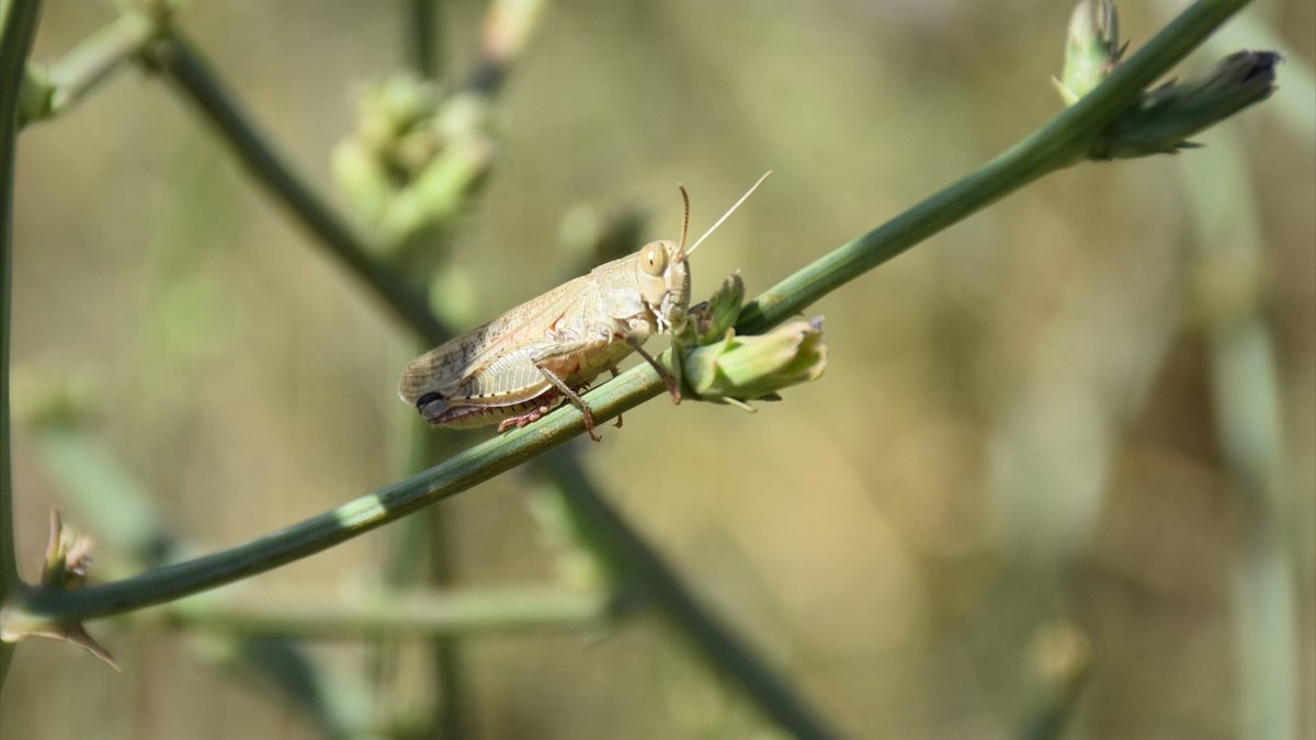 Yüksekova'da tarım arazilerinde çekirge yoğunluğu yaşanıyor