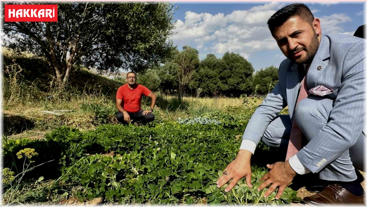 Yüksekova'da yer fıstığı yeryüzüne çıktı