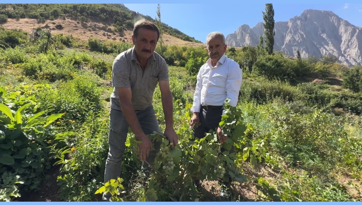 Yüksekova'da yerli üzümün merkezi: Yeşiltaş köyü
