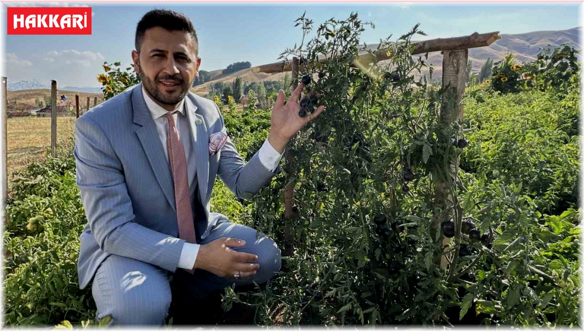 Yüksekova'da yetiştirilen siyah domates Güney Amerika'yı aratmıyor