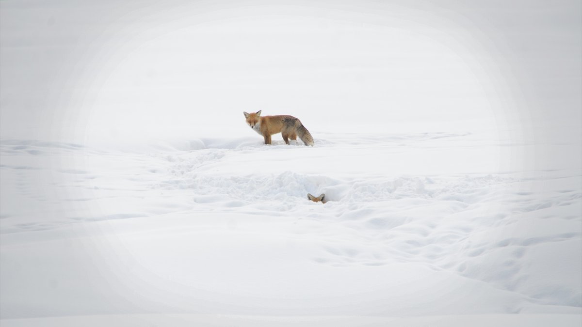 Yüksekova'da yiyecek arayan tilki görüntülendi