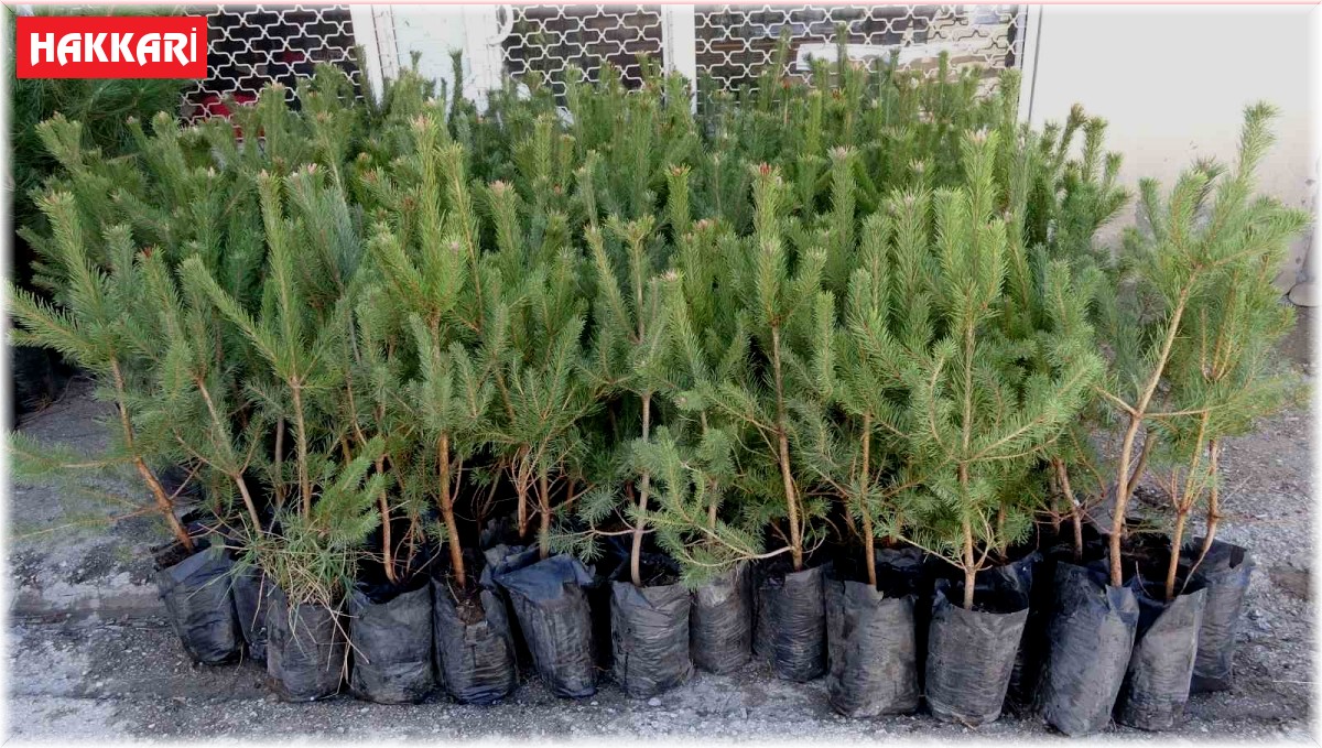 Yüksekova'da yüzde 50 indirimli fidan dağıtımına yoğun ilgi